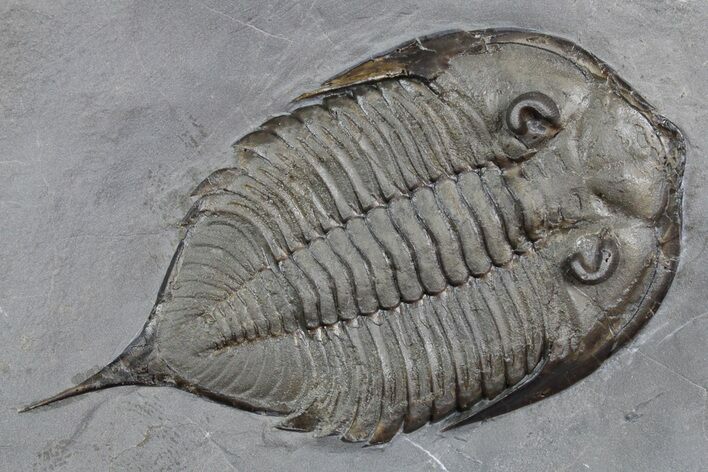Dalmanites Trilobite Fossil - New York #357126